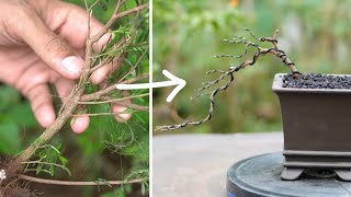 How to make Bonsai tree at home [upl. by Allwein]