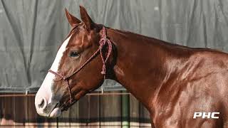 LOT 2106 REYZIN H E DOUBLE L WB NCHA FUTURITY 2YO SALE 2024 [upl. by Michal]