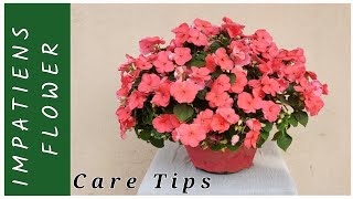 IMPATIENS PLANT CARE IMPATIENS FLOWER CARE WINTER FLOWER IMPATIENS FLOWER sanats garden [upl. by Ainegue]