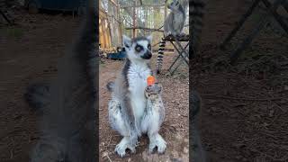 Pet Ringtailed Lemurs Eating Snacks [upl. by Goeselt]