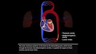 Pulmonary and Systemic Circulations [upl. by Yhtorod]