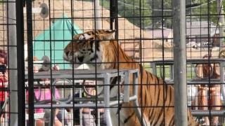 Bengal Tiger Encounter at Crawford County Fair [upl. by Kerekes950]