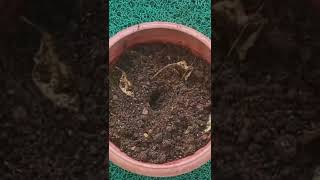 How to Grow Oregano at Home  Easiest amp Fastest way to grow Oregano in Containers from seeds shorts [upl. by Chara]