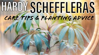 How to Grow Amazing Hardy Schefflera Umbrella Plants in UK Tropical Gardens  Taiwaniana amp more [upl. by Enayd]