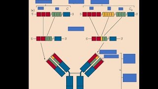 VDJ Recombination in BampT cells [upl. by Assiluy437]