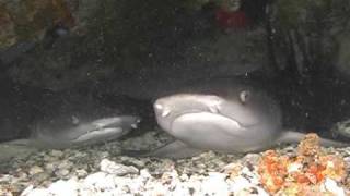 Sharks  Haie Logimanus etc Dive Movie by WEB FILM AT [upl. by Nylissej661]