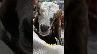 BABY GOAT goat cuteanimals mumbai shortvideos [upl. by Ymmit]