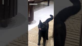 What is cat yowling called  cutest2animal Meow youtubeshort youtubeshorts [upl. by Armil]