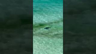 Swimming with sharks in Destin Florida [upl. by Klute]