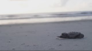 The Fan Favorite Turtle Crawl Set to Support Georgia Sea Turtle Center [upl. by Aiblis]