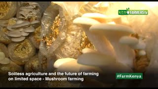 Soilless agriculture and the future of farming on limited space  Mushroom farming [upl. by Ajidahk518]