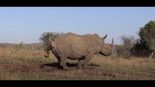 Amazing video of Rhino marking territory including a Flehmen grimace after female urinates [upl. by Nnaacissej]