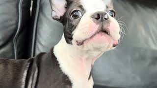 One minute of an adorable Boston Terrier barking [upl. by Aimahc946]