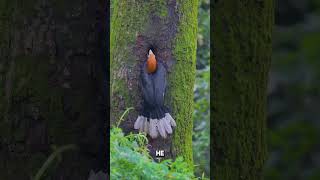 How Hornbill Moms Make Their Nest and Sneak Snacks [upl. by Ahsinnek220]