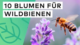 10 Blumen für Wildbienen 🐝 🌺 Diese Pflanzen gehören in jeden Garten ✅ [upl. by Jessee]