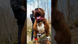 ¡El mayor amante de los perros del mundo 😱 Hechos no contados [upl. by Lashonde]