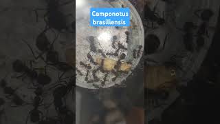 Giving my camponotus brasiliensis food ants feeding camponotus [upl. by Nomahs]