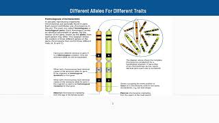 22 Different Alleles For Different Traits [upl. by Bracci]