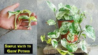 How to grow pothos faster from cuttings [upl. by Ecnarrot542]