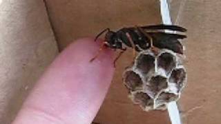 Hand feeding your pet Polistes wasps [upl. by Formenti609]