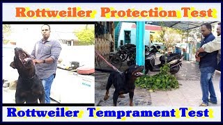 Female Rottweiler Guarding and Protection Test [upl. by Marve]