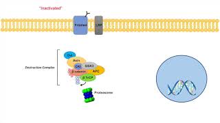 WntβCatenin Signaling Pathway  Overview Purpose and APC Mutations [upl. by Einahpats]