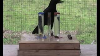 Clever crow uses physics to get its food [upl. by Akiemahs]