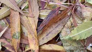 Narrowleaved ash  leaf litter  November 2023 [upl. by Anua39]