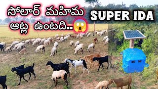 సోలార్ పవర్ అంటే ఇట్లా ఉంటది😱shollar power of sheeps in Telugu Boy nagaraj [upl. by Wyler249]