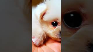 Micro Malteser Puppy dog dogtraining doglover dogcare doglife dogtips puppylove petcare [upl. by Shirl]