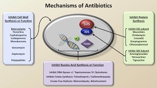 Mechanisms and Classification of Antibiotics Antibiotics  Lecture 3 [upl. by Body308]