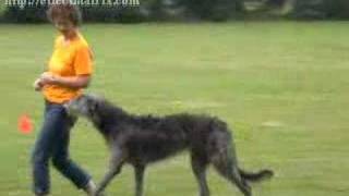 Dancing Deerhound Training [upl. by Jerol]