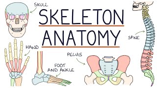 Anatomy of the Skeleton [upl. by Ahen960]