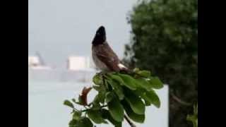 Red Vented bulbul [upl. by Wertheimer]