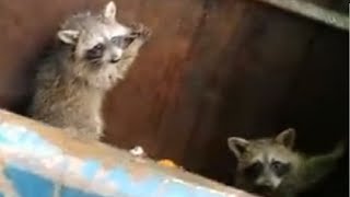 Good Samaritan Rescues Baby Raccoons Stuck In Dumpster [upl. by Constantino992]