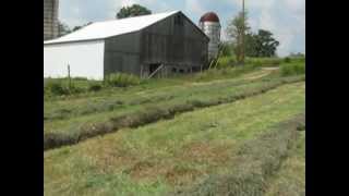 Raking the hay with a 530 John Deere Tractor [upl. by Ydoc]