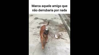 Um chá de revelação ou um desafio misterioso memes animaisdublados comediaanimal humor [upl. by Adnylg752]