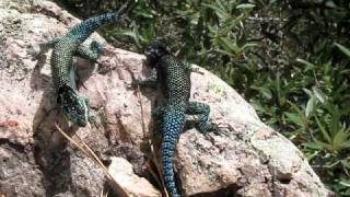 Mountain Spiny Lizard Fight [upl. by Winchell254]