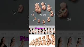 Month by month baby developing in mother womb ♥️🤰shorts pregnancy baby [upl. by Wollis533]