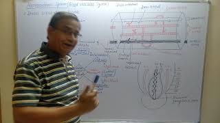 HaemocoelomicCirculatory system of HirudinariaLeechjonk [upl. by Giess]