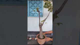 plants garden succulent bombax trending exoticvariety youtubeshorts youtubeviralvideos [upl. by Short]