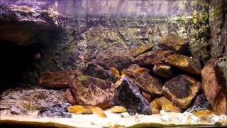 Altolamprologus 222l tank feeding [upl. by Brink]