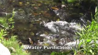 Water Purification Basics [upl. by Mccarthy]