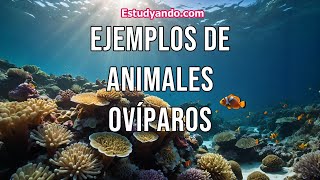 Ejemplos de animales ovíparos [upl. by Alduino787]