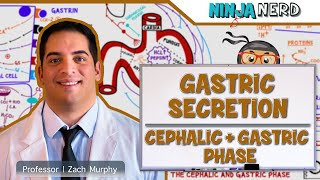 Gastrointestinal  Gastric Secretion The Cephalic amp Gastric Phase [upl. by Queston]