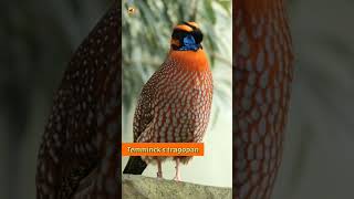 Temmincks tragopan bird sound [upl. by Ajssatsan]