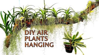 DIY Making a Stunning Airplants Hanging Display  Spanish Moss  Bromeliads  Tillandsia plants [upl. by Araec]