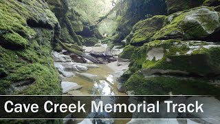 Cave Creek Track West Coast New Zealand  4K [upl. by Rafaelle]