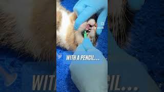 Treatment of luxated jaw in a catveterinary vetcare animaldoctor [upl. by Kolb]