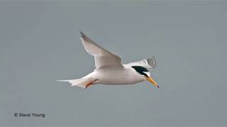 Adrian Hibbert Gronants Little Terns [upl. by Atinal]